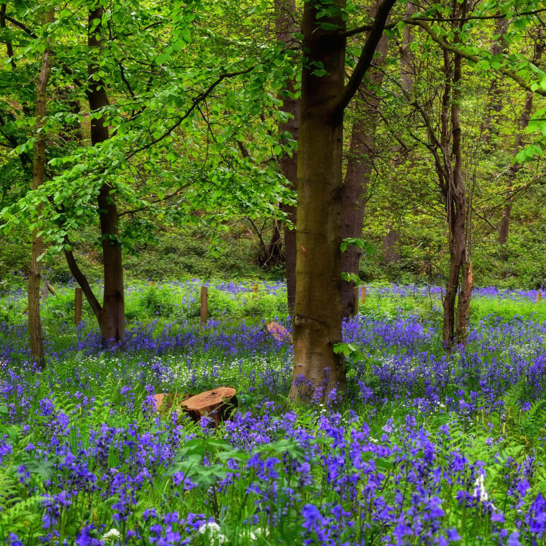 Hamstreet Woods near The Dukes Head pub in Kent, featuring woodland trails and bluebells in bloom